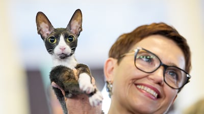 A Cornish Rex cat at the FIFe World Show in Bucharest, the world's largest cat event. AP