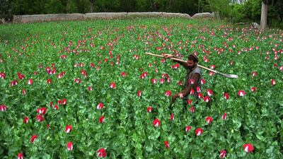 An Afghan farmer works in his poppy field in the Khogyani district in eastern Nangarhar province, Afghanistan. Noorullah Shirzada / AFP