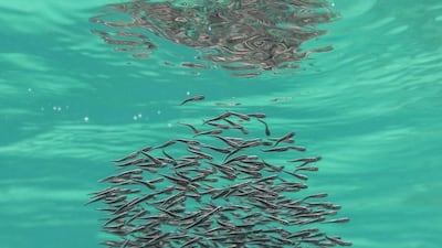 A juvenile striped eel catfish forming a ball-shapped school near Salaha Island in the Western Region.