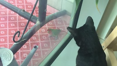 Lost parrot Coco, later given the adopted name Tweety, soon became the subject of intense interest. Courtesy Ann Marie McQueen