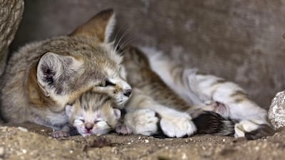 The sand cat, pictured here in captivity, has been spotted in the wild. Tibor Jager / Safari Ark Zoo / EPA