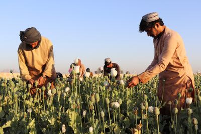 Afghan farmers harvest poppy in Helmand province. AP