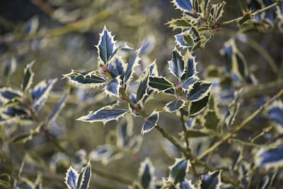 Holly could be at risk in the UK as temperatures rise. Photo: Royal Botanic Gardens Kew