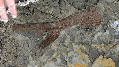 A partially exposed 66-million-year-old fish fossil uncovered by Robert DePalma and his colleagues in North Dakota. Robert DePalma / Kansas University / AFP