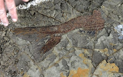 A partially exposed 66-million-year-old fish fossil uncovered by Robert DePalma and his colleagues in North Dakota. Robert DePalma / Kansas University / AFP
