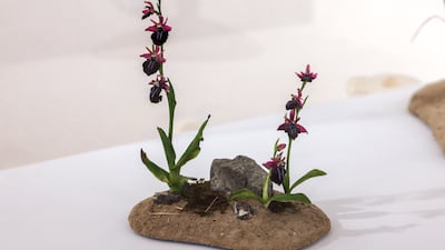 A model of the spider orchid, Ophrys spruneri subsp. grigoriana