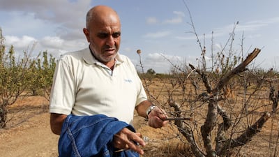 Mr. Mattousi shows peach trees that have withered due to the drought on his farm
