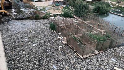 Government employees collect dead carp from a fish farm on the Euphrates river near the Iraqi town of Hindiyah on November 3, 2018. AP Photo