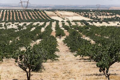 Pistachio farmers in central Syria are hoping that reduced violence will help revive cultivation of what was once one of the country's top exports. AFP