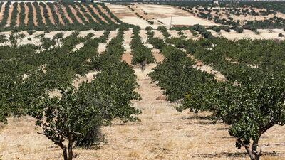 A view of pistachio trees growing at a pistachio orchard in the village of Maan, north of Hama in west-central Syria. - Pistachio farmers in central Syria are hoping that reduced violence will help revive the cultivation of what was once one of the country's top exports. Maan, famed for its pistachio production, was controlled for years by jihadists and their rebel allies but it fell to the government at the start of the year following a months-long offensive. And as the violence subsided, many formerly displaced farmers have returned, hoping this season will mark the revival of what was once a leading industry. AFP