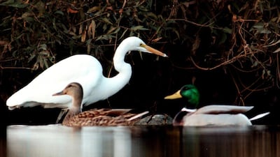 Mallard ducks and a great heron in Griffith Park. David McNew / Newsmakers