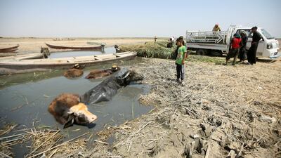 Buffaloes wade through low water levels at the Chebayesh marsh in Dhi Qar province, Iraq. Reuters