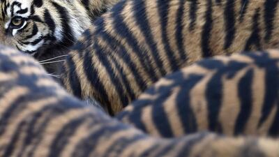 Sumatran tiger cubs and their parents walk around their enclosure at London Zoo in London. The annual stock take and animal count, a requirement of London Zoo’s license, included additions to the international conservation breeding programme such as the three tiger cubs and Philippine crocodiles. Toby Melville / Reuters