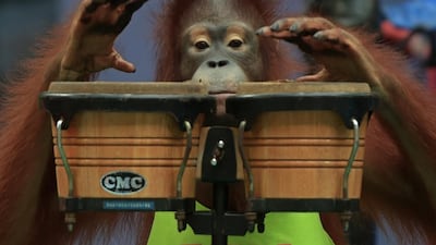 An orangutan on percussions while performing to an audience at Safari World, a large zoo on the outskirts of Bangkok.