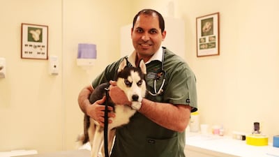 Fadi Daoud with Whistler, an abandoned husky, at the Australian Veterinary Clinic in Abu Dhabi. Animal Action tries to rehome as many pets as possible, but faces a huge challenge. Christopher Pike / The National