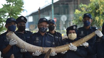 Malaysian Customs officers display some of the 6,000 kilograms of seized elephant tusks, at Port Klang in Selangor, west of Kuala Lumpur. AFP