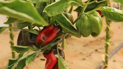Capsicums at Greenhears Organic Farms in Dubai.