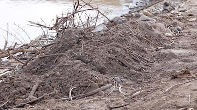 Dozens of bodies have been found floating down the Setit River, known in Ethiopia as Tekeze River, in south-western Sudan in the past week. AP