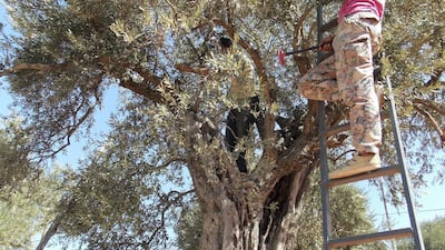 An ancient olive farm in Ajloun. Photo: Nico Dingemans