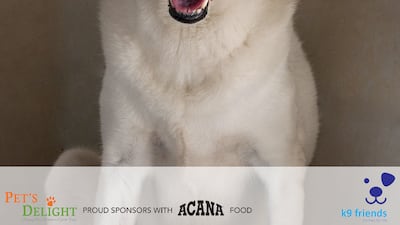 Pavlova, aged 8, is a medium-sized mix breed, described as a 'lazy gentleman'. He does not like men and is not suited to a home with young children. He loves the water and would make a loyal companion. Photo: K9 Friends