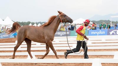 A groom puts a horse through its paces at the FEI World Equestrian Games 2018 at Tryon International Equestrian Center in North Carolina, US. Courtesy Dubai Media Office
