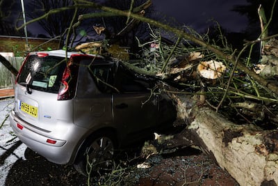 A tree blown over by the wind in Bromley, Kent. PA