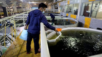 A worker cleans the tanks at Fish Farm to ensure the water stays clean and fresh for the fish.