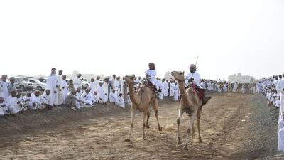 In all, around 40 horses and 120 camels race in Yahmadi. Courtesy David Ismael