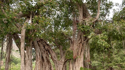 An ancient banyan tree in Bhangarh