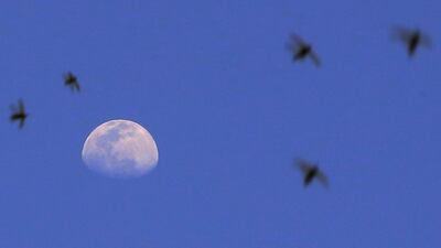 Recent strong winds that brought dust storms to Kuwait also saw swarms of desert locusts blown towards Kuwait City. AFP