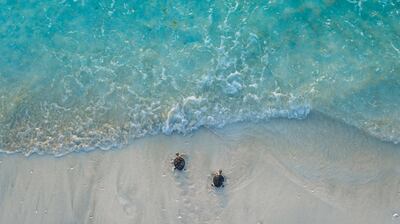 Turtles during a rehabilitated turtle release on Saadiyat Beach, part of the Saadiyat Marine National Park. Wam