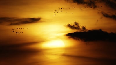Wild geese fly during sunset in the village of Lavryshevo, 100 km west of Minsk, Belarus. Sergei Grits / AP