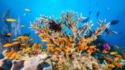 The threat to our shared marine environment requires a cross-country, collaborated solution Getty Images. Getty Images