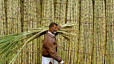"The market has gone haywire. There is little room for manoeuvre when the harvest doesn't meet expectations." Reuters / Mohsin Raza