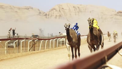 Jordanian Bedouins race camels using robotic jockeys at the Sheikh Zayed track in the town of al-Disi in the desert of Wadi Rum valley, on November 9, 2019. (The National)