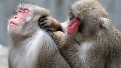 Two Japanese macakaks (Macaca fuscata) delouse in a Zoo in the wilhelma in Stuttgart, Germany, 11 January 2017. The Japanese macakak, red-faced macaw or snow monkey is a primate species from the genus of macaques. He lives in Japan and has the most distant area of all primate species. Ronald Wittek / EPA