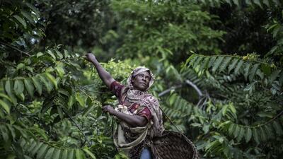 Fatima Saidi, 45, reaching out for ylang ylang flower, on the slopes of the Karthala volcano, where she and other members of her family grow the rare flowers whose distilled oil is used as a base in the perfume industry. The barely visible yellow blossoms with an intoxicating aroma contain the oil that provides the distinctive scent in Chanel N°5, one of the world's best selling fragrances. Marco Longari/AFP Photo