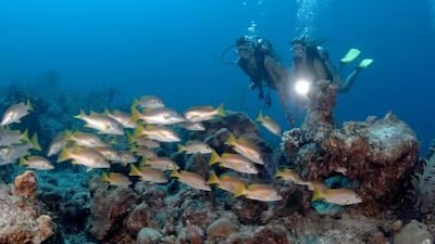 The Amanyara resort's Discovery Centre reveals the natural wonders of the Turks and Caicos to children and adults alike. Courtesy Aman Resorts