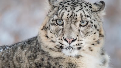 The WWF has highlighted 12 types of animals and plants at threat from climate change. These are: the snow leopard. Courtesy WWF