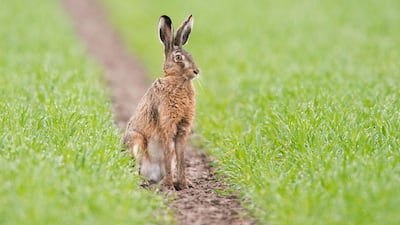 A hare sits on a field in Algermissen near Hanover, northwestern Germany. AFP