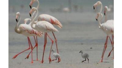 Flamingos and the their chicks. A reader praises Abu Dhabi's conservation efforts, which are evidenced by the patter of tiny flamingo feet on the country's beaches. Courtesy EAD