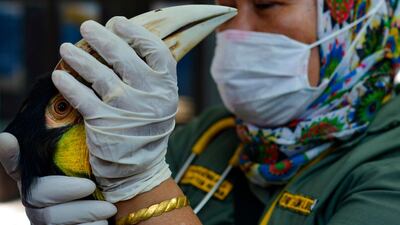 A veterinarian administers treatment to a wreathed hornbill at a natural resources conservation agency (BKSDA) in Banda Aceh. AFP
