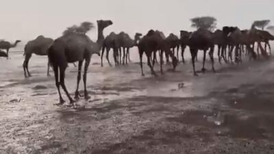 Camels get drenched by rain and hail in Sharjah. Image via @NCMS_media Twitter
