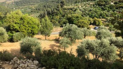 General view of olive groves and the forrest in the village of Dibbeen, around 50 kilometres northwest of Amman. Amy McConaghy / The National