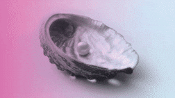 'Lulu’a': The Arabic word for pearl is shaped by history and beauty