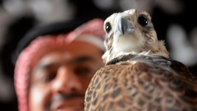 A falcon on display at a Middle Eastern hunting show. Fayez Nureldine / AFP