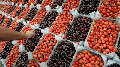 Freshly picked cherries are packed in boxes for sale at Cherry Day in the village of Hammana, southeast of Beirut, Lebanon. EPA