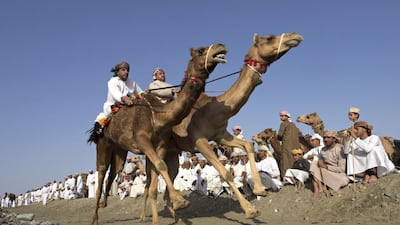 Riders race their camels on a 200 metre straight during a tribal celebration. Jeff Topping for The National