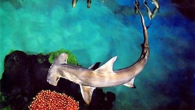 Hammerheads are one of several shark species whose numbers are declining in seas across the region. Photo: PRNewsFoto / Mandalay Bay