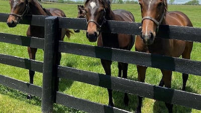 One episode of the Netflix show The Crown features the queen on a journey that takes her through Kentucky to learn more about horse breeding. Photo: Lane's End